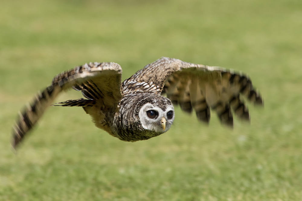 Chaco Owl-2474 – Shutterbutton