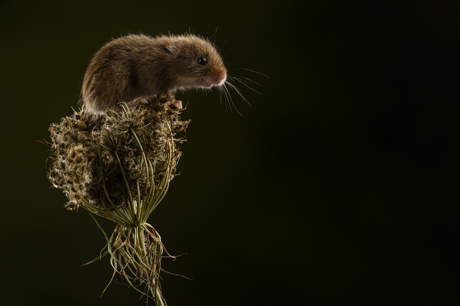 Harvest Mice Photos ShutterButton