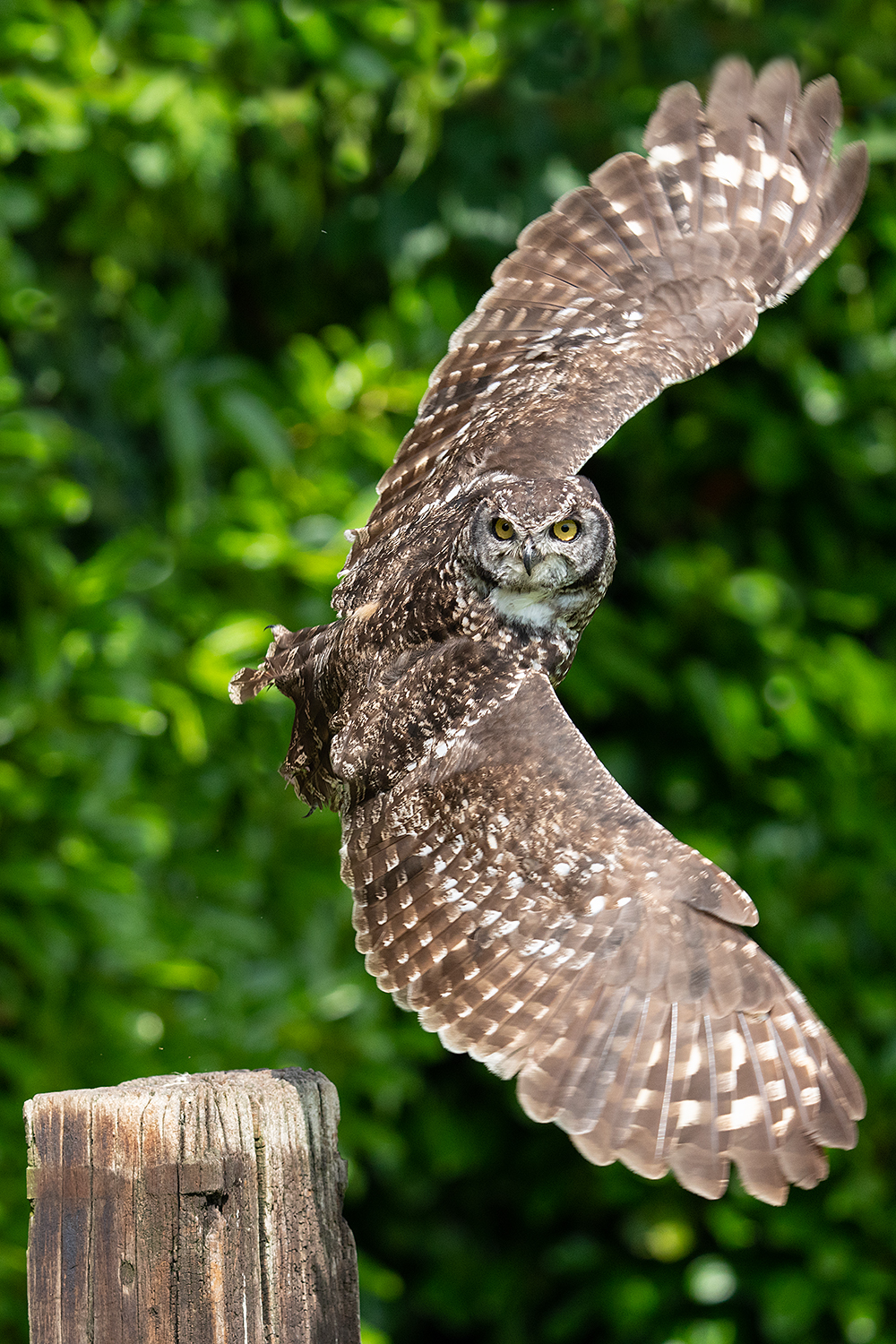 african-spotted-eagle-owl04120-copy-shutterbutton